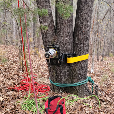 Tree Removal vs. Trimming: When Removal Is the Safer (and Cheaper) Call