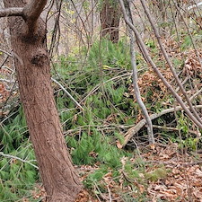 Expert-Storm-Cleanup-Brush-Removal-in-Western-North-Carolina 0
