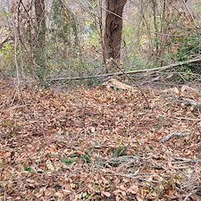 Expert-Storm-Cleanup-Brush-Removal-in-Western-North-Carolina 3