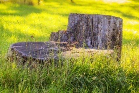 Stump Removal