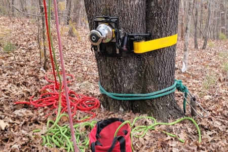 Tree Removal