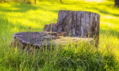 Stump removal services