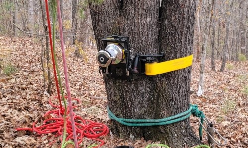 Tree removal services